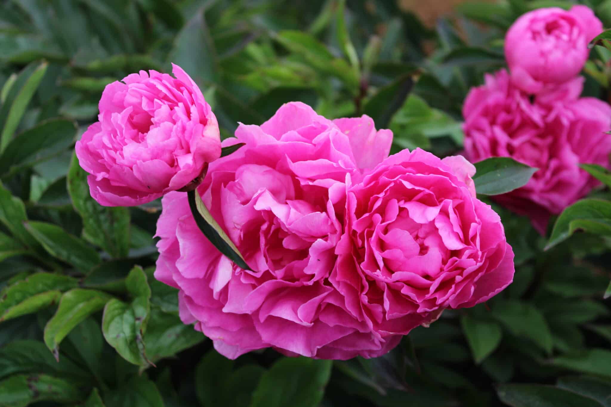 Felix Supreme – Gateforth Peonies Tasmania