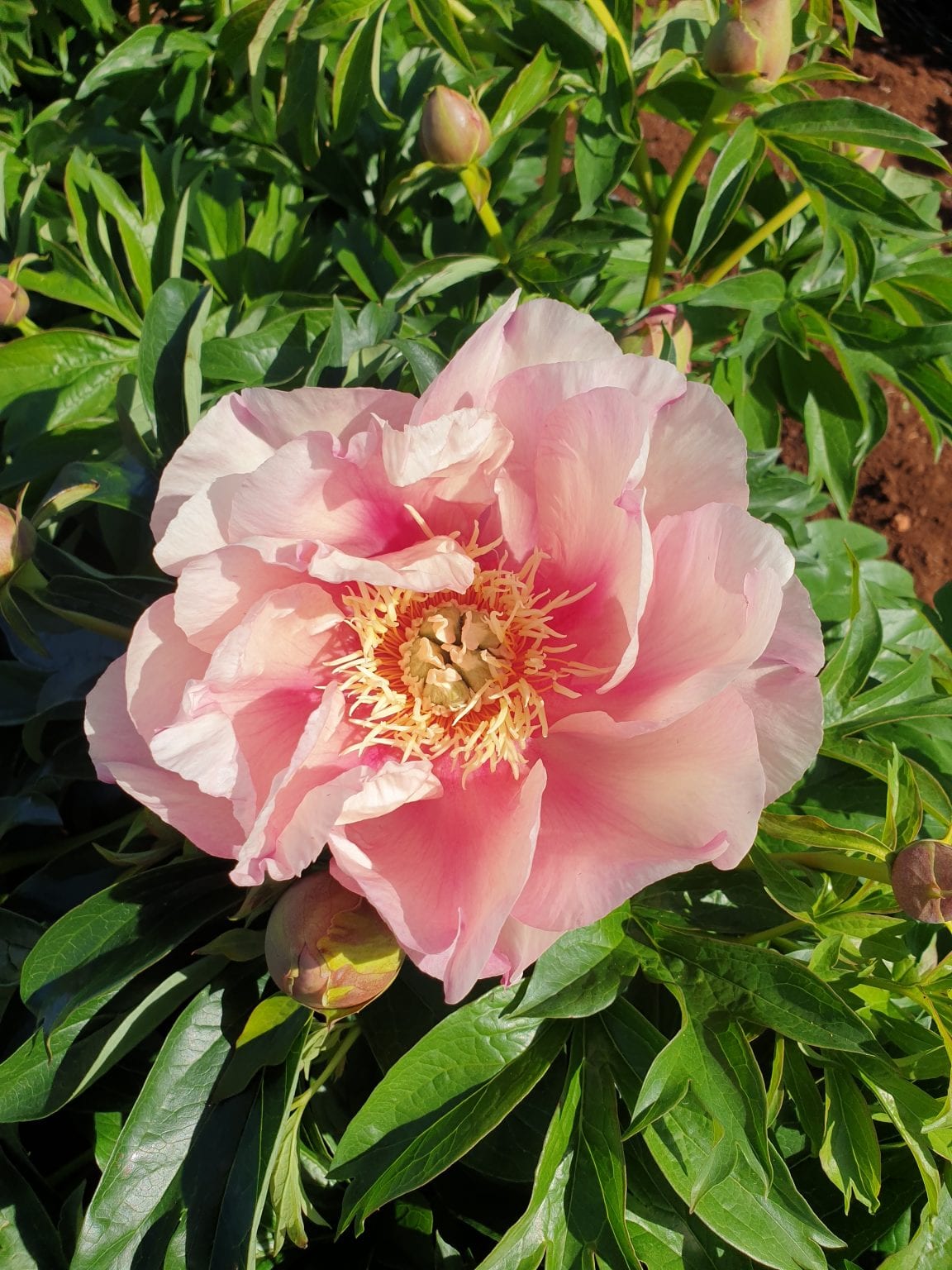 Pastel Lilas Gateforth Peonies Tasmania