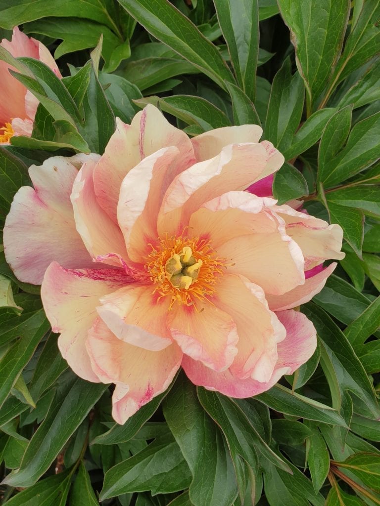 Singing In The Rain Gateforth Peonies Tasmania Singing In The Rain Gateforth Peonies Tasmania