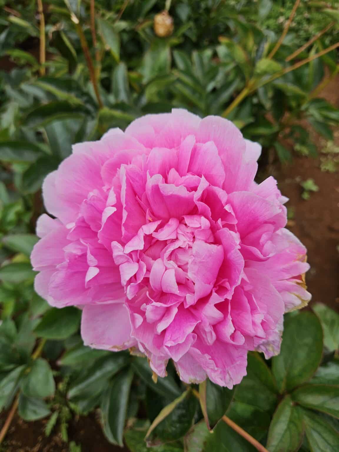 Emma Klehm – Gateforth Peonies Tasmania