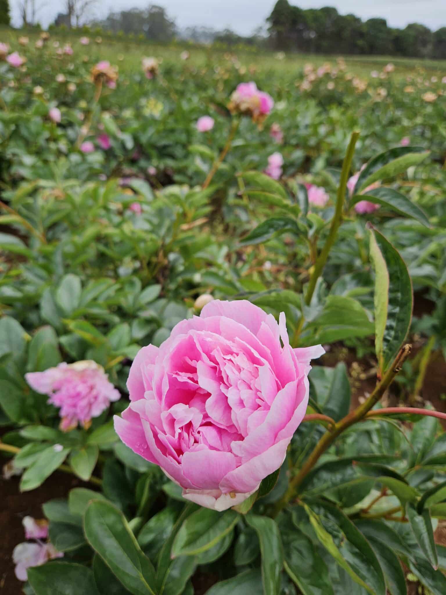 Emma Klehm – Gateforth Peonies Tasmania