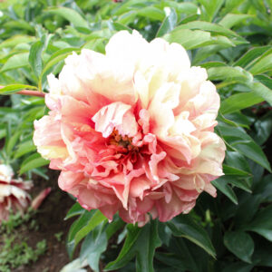 Danse de Feu (Dance with Fire)