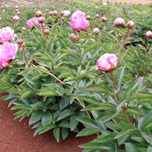 Seed Parent - Dr Alex Flemming