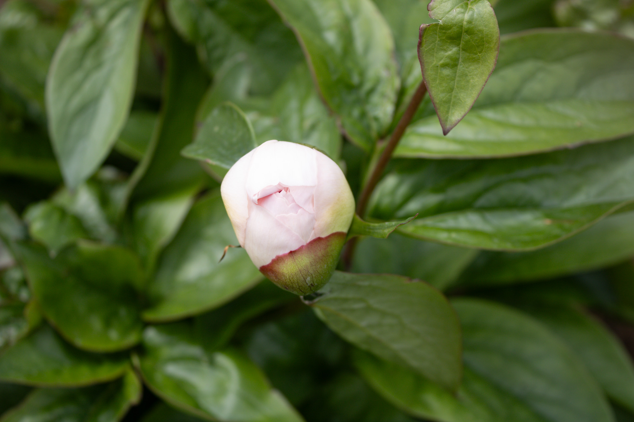 Pink Vanguard - Image 3