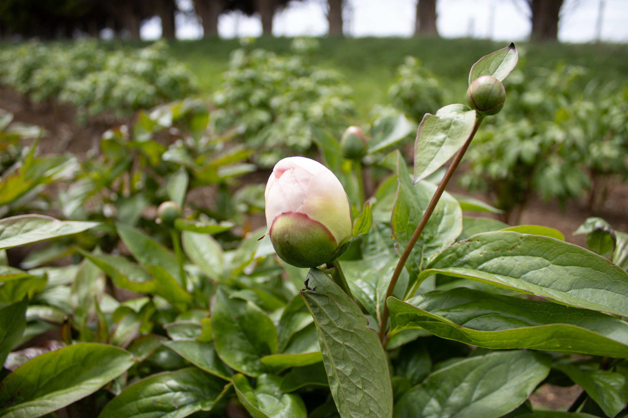 Pink Vanguard - Image 5