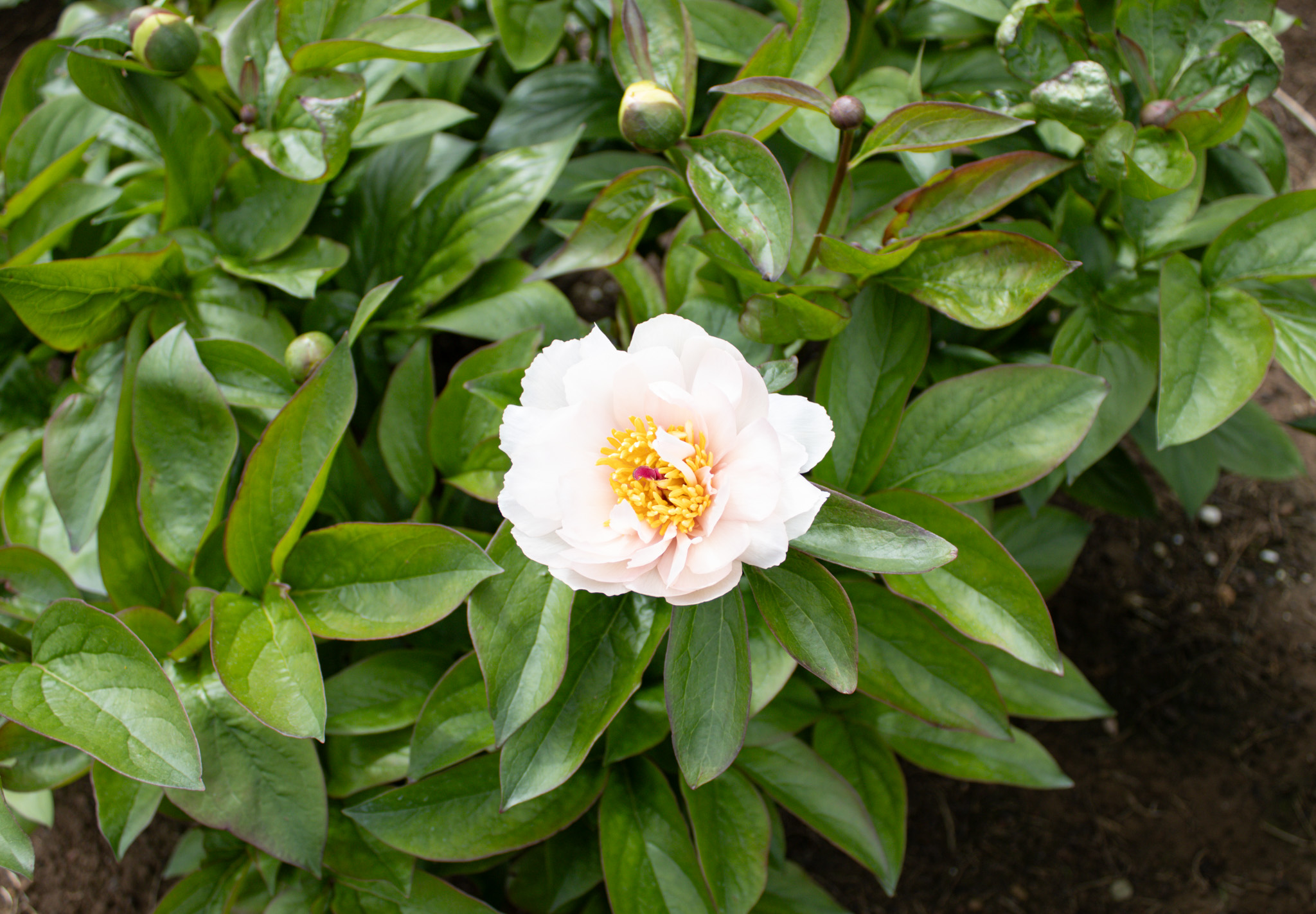 Pink Vanguard - Image 6