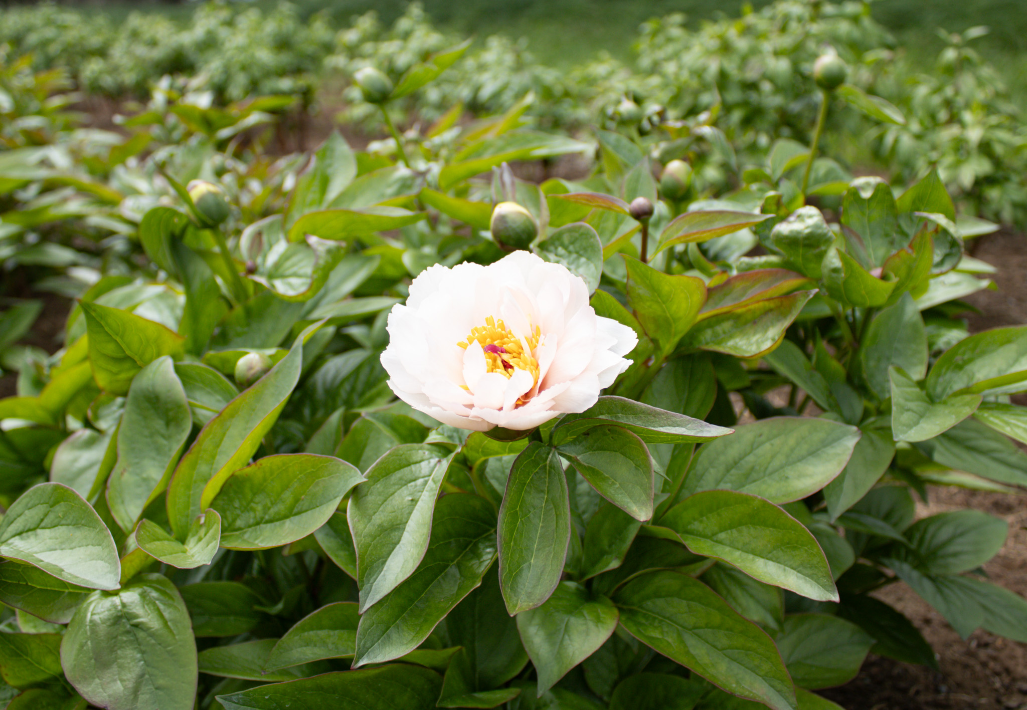 Pink Vanguard - Image 8