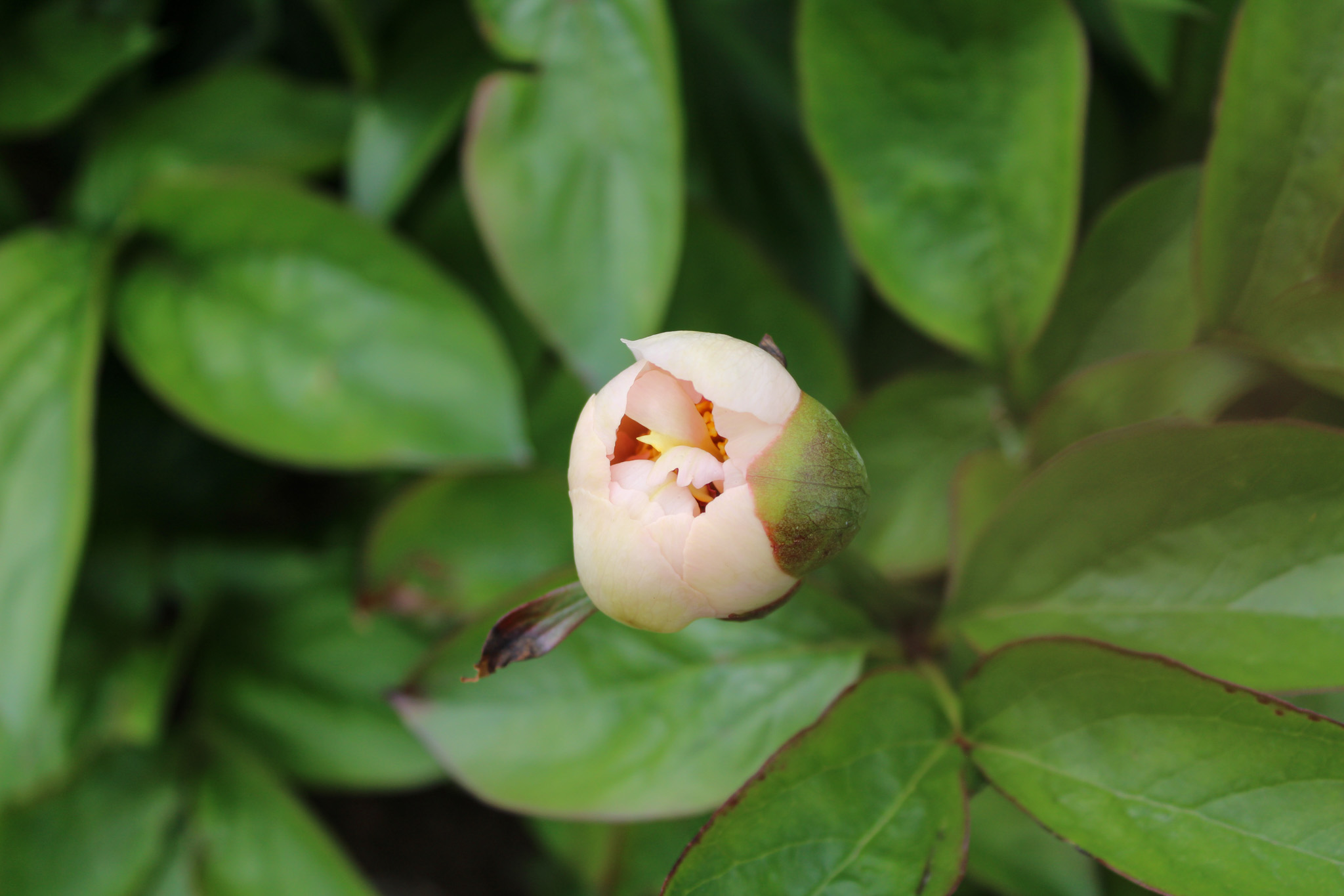 Pink Vanguard - Image 10