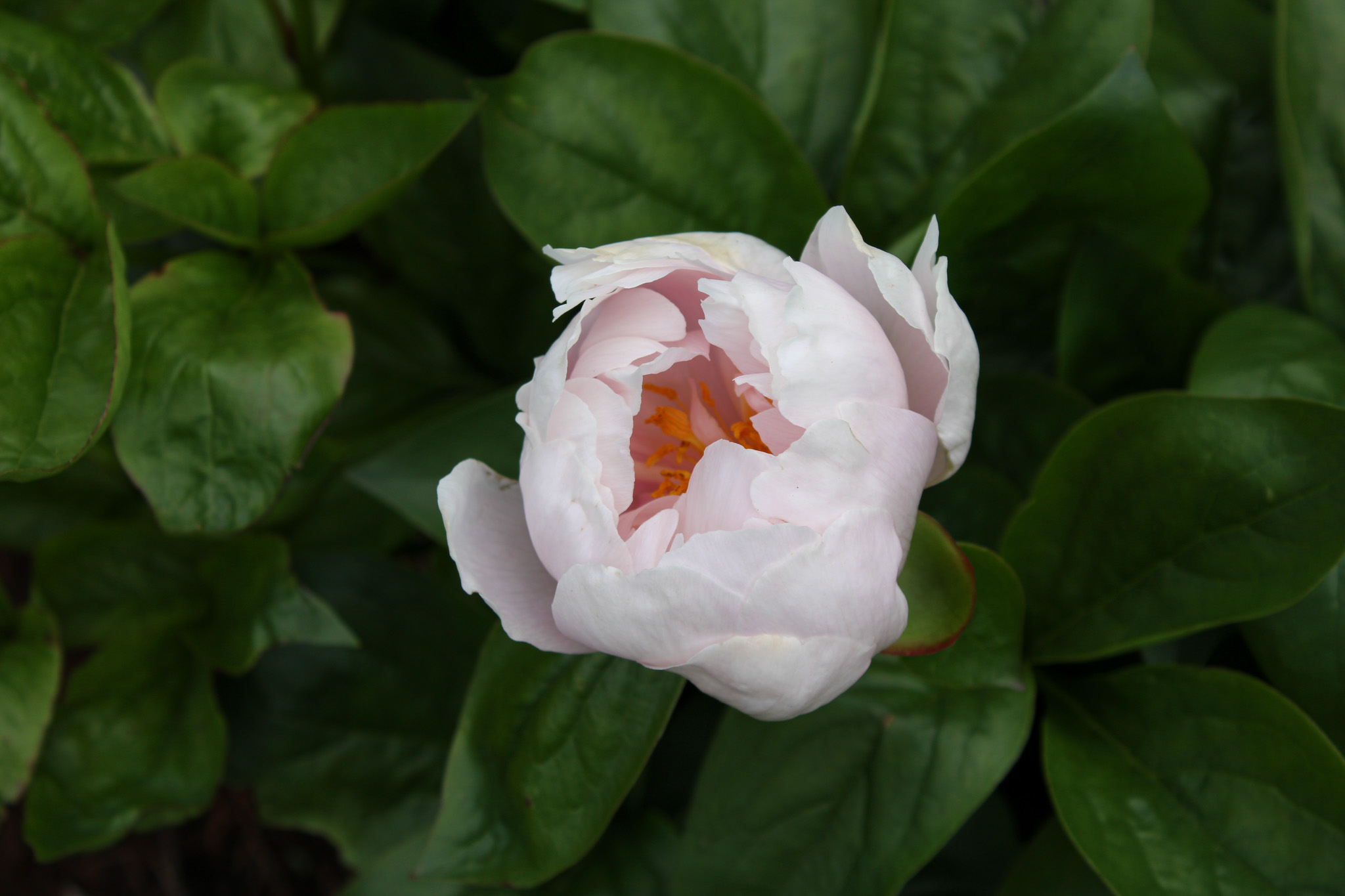 Pink Vanguard - Image 13