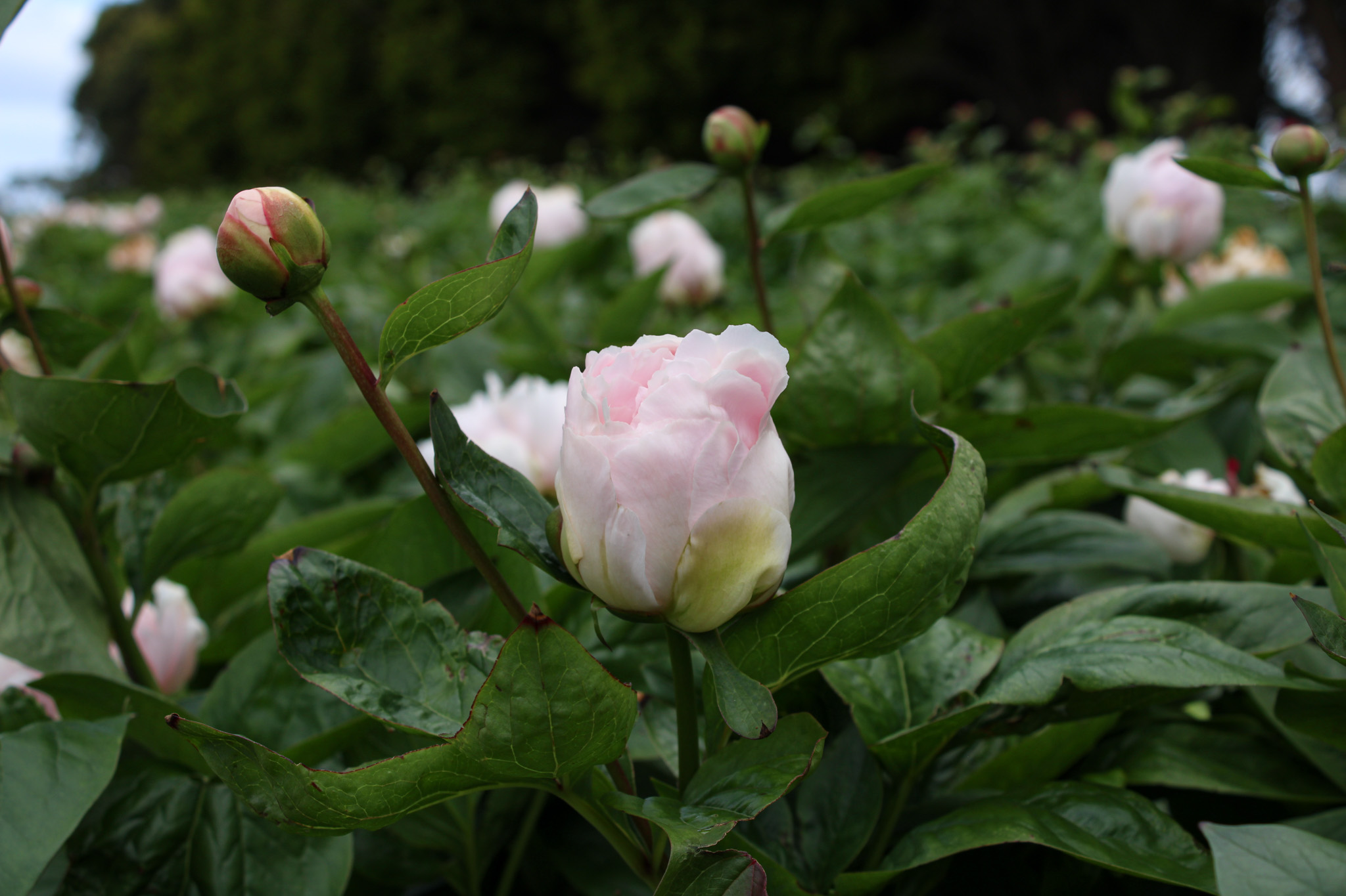 Pink Vanguard - Image 14