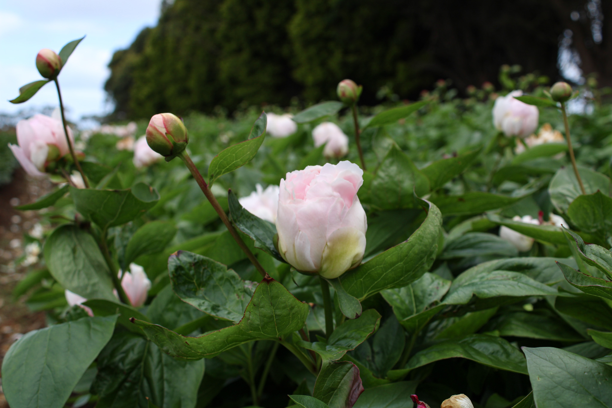 Pink Vanguard - Image 15