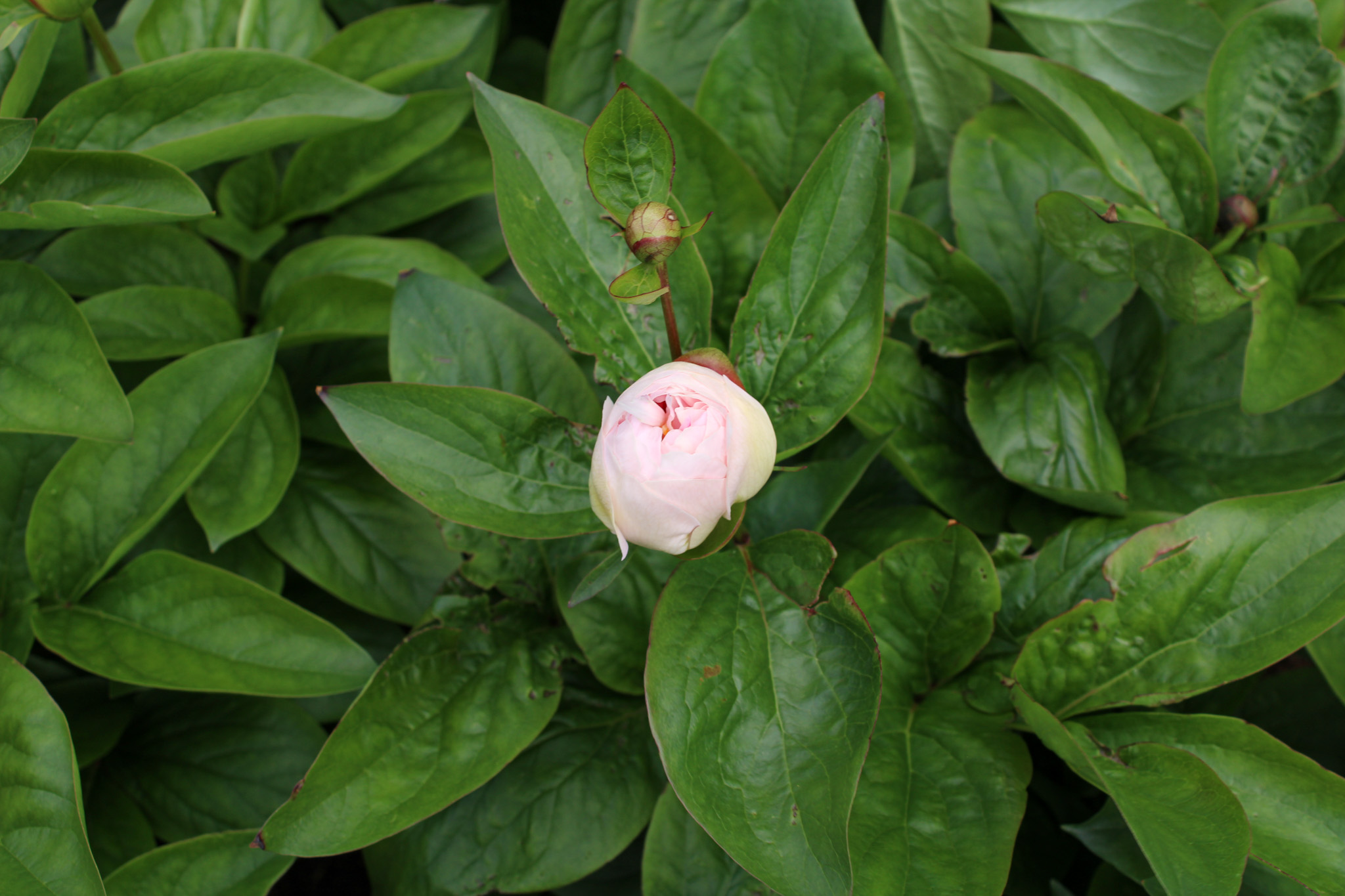 Pink Vanguard - Image 16