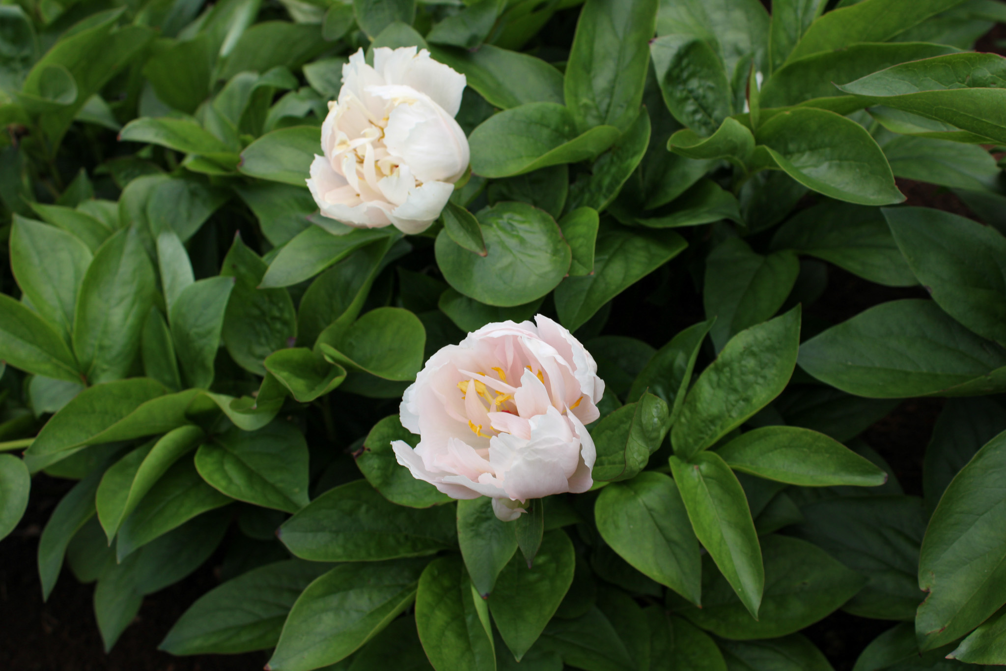 Pink Vanguard - Image 17