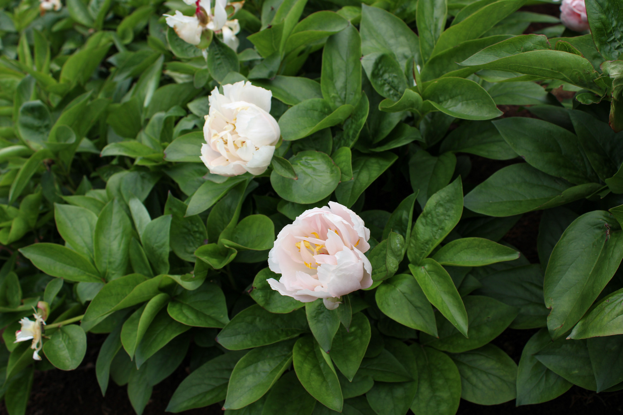 Pink Vanguard - Image 18