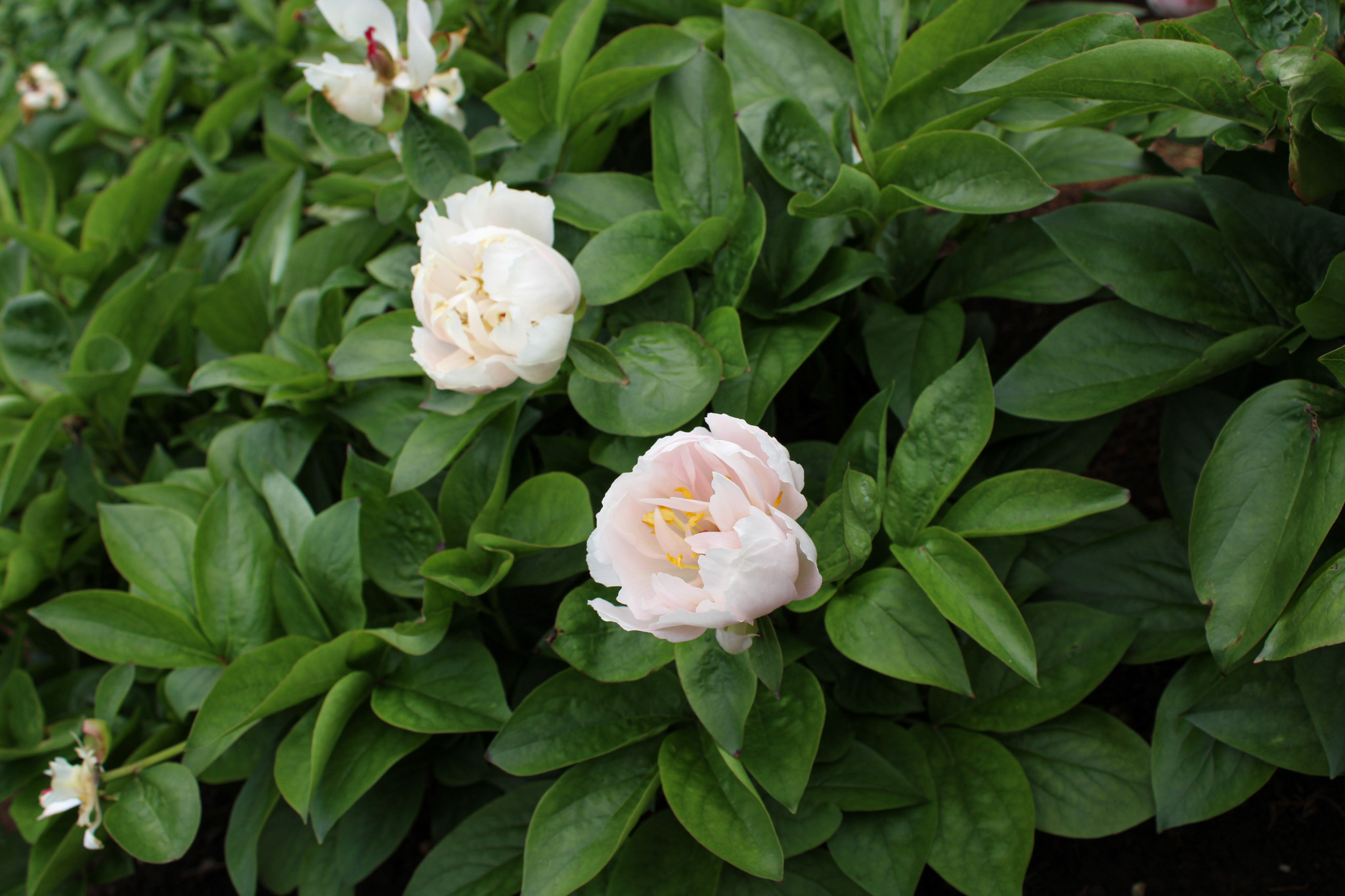 Pink Vanguard - Image 19