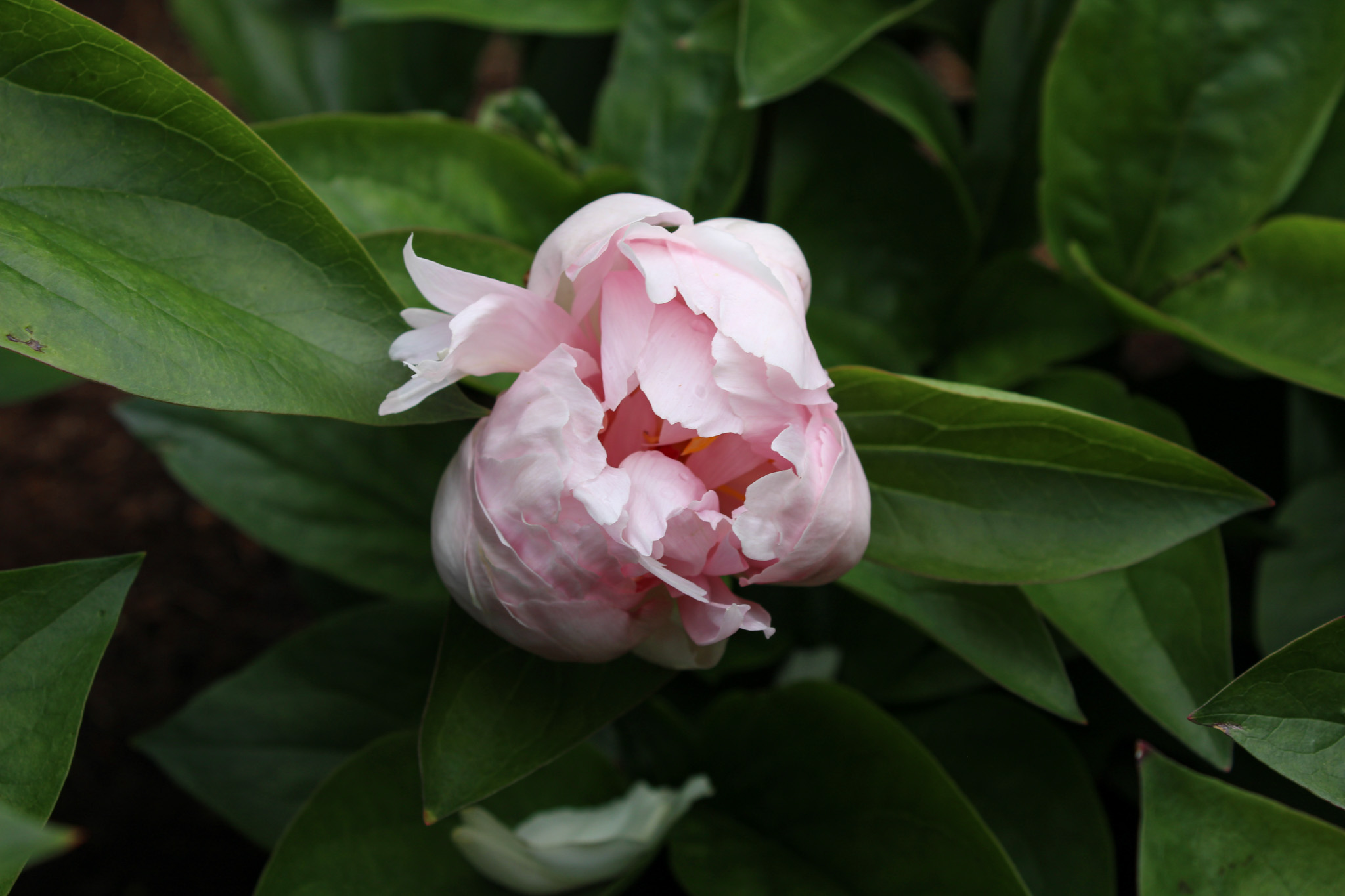 Pink Vanguard - Image 20