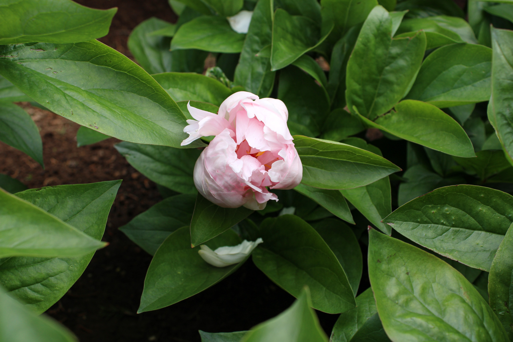 Pink Vanguard - Image 21