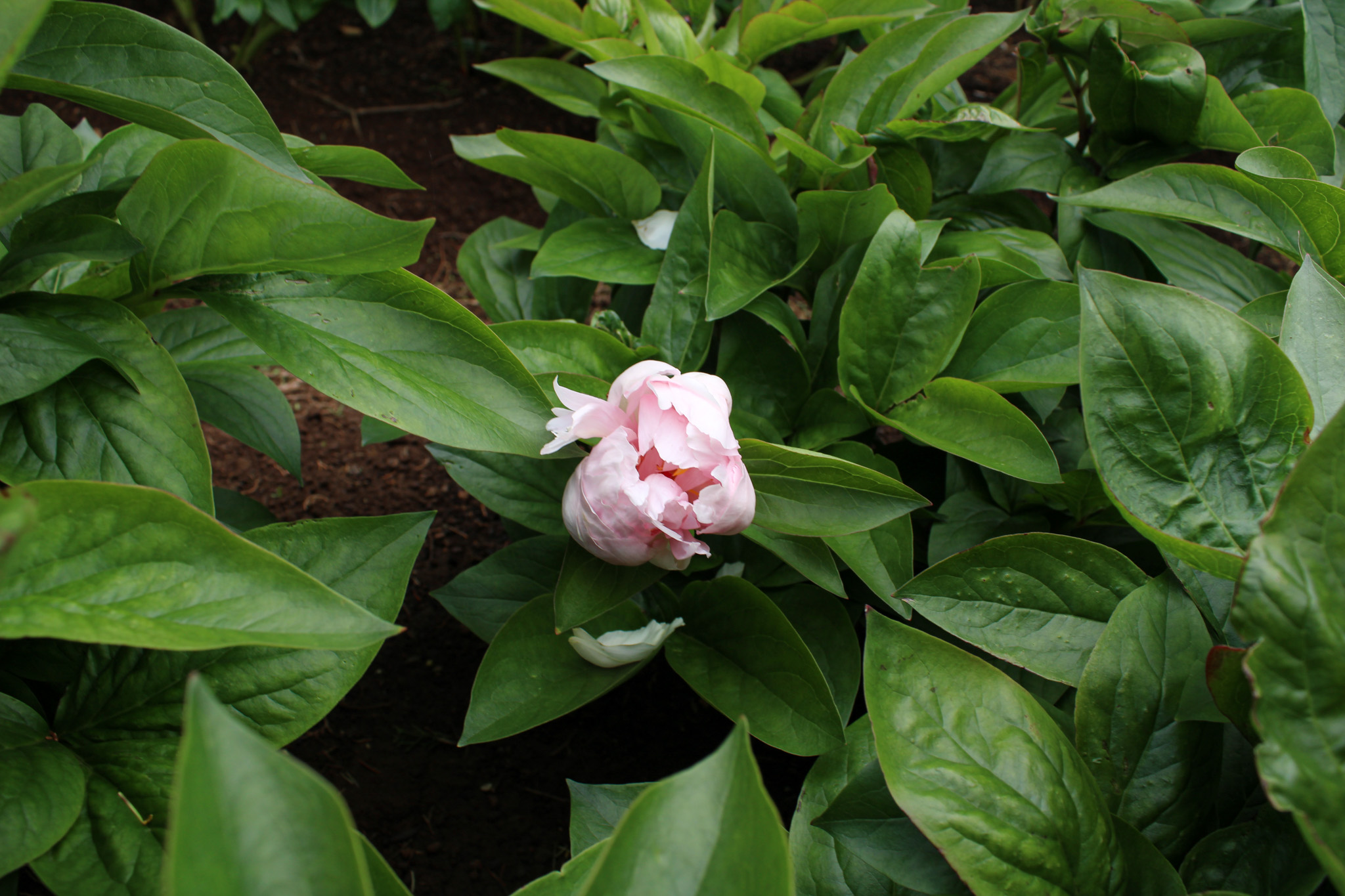 Pink Vanguard - Image 22