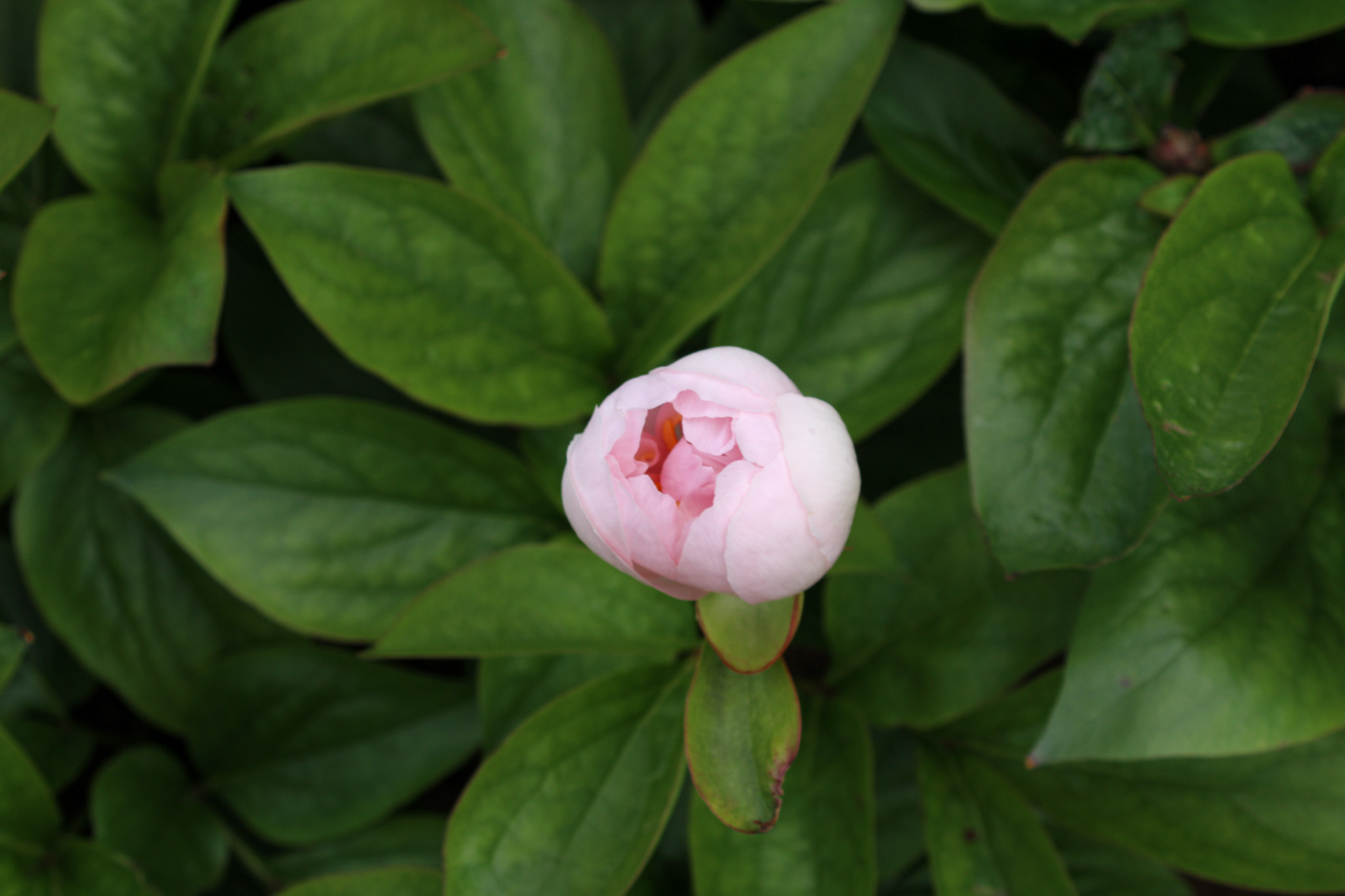 Pink Vanguard - Image 24