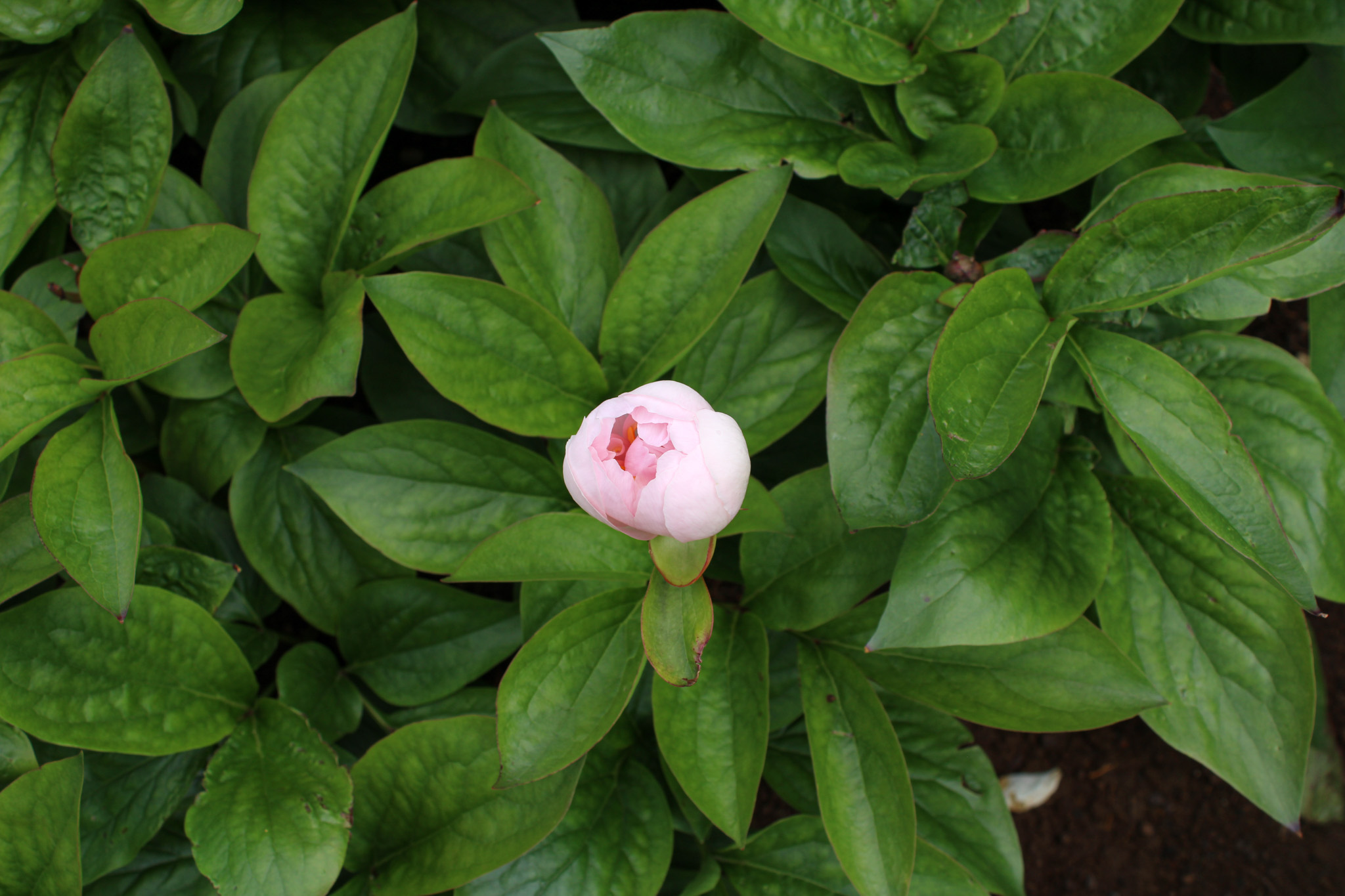 Pink Vanguard - Image 25