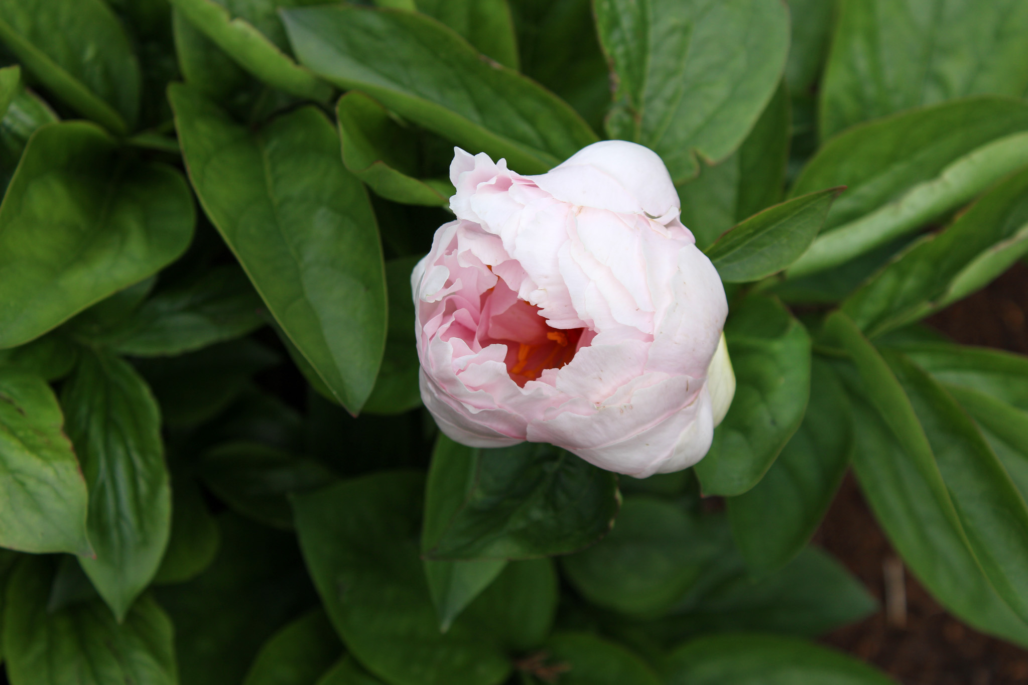 Pink Vanguard - Image 27