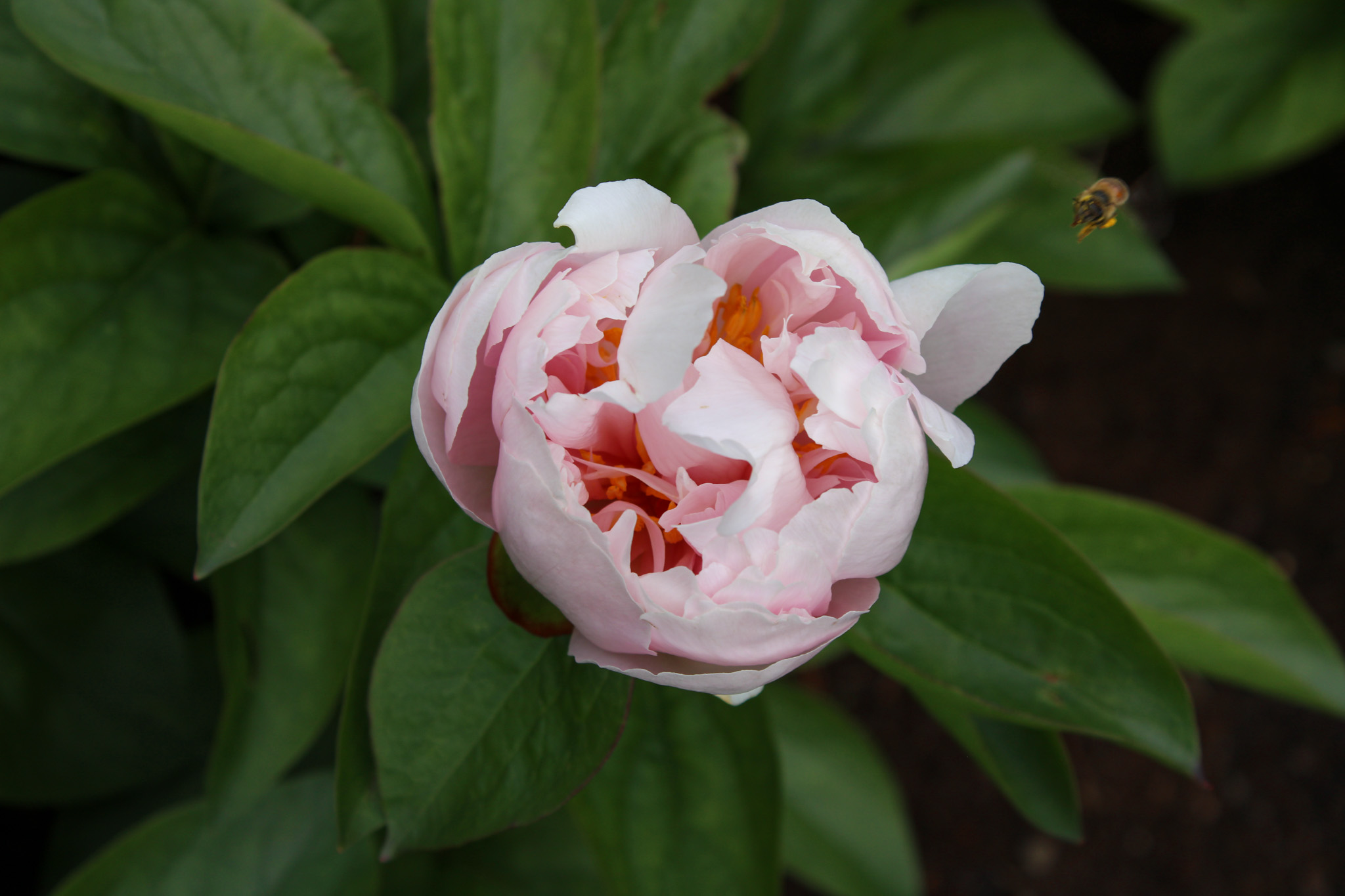 Pink Vanguard - Image 28