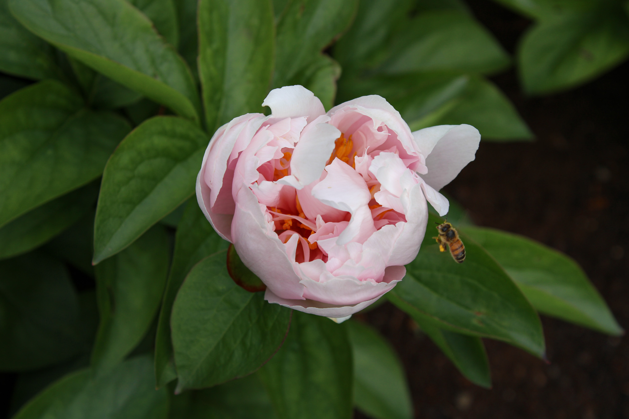 Pink Vanguard - Image 29