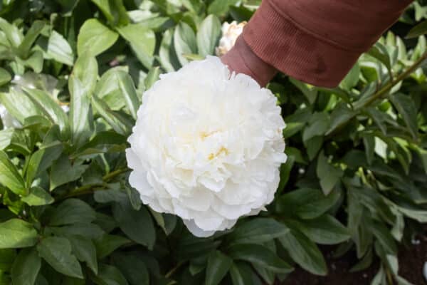 Puffed Cotton – Gateforth Peonies