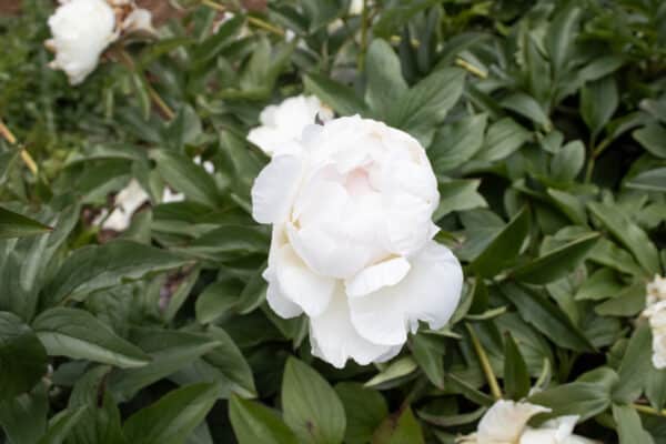 Puffed Cotton – Gateforth Peonies