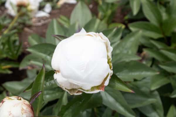 Puffed Cotton – Gateforth Peonies