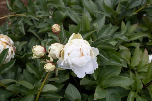 Puffed Cotton – Gateforth Peonies