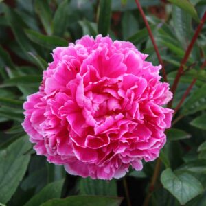 Sarah Bernhardt Sport