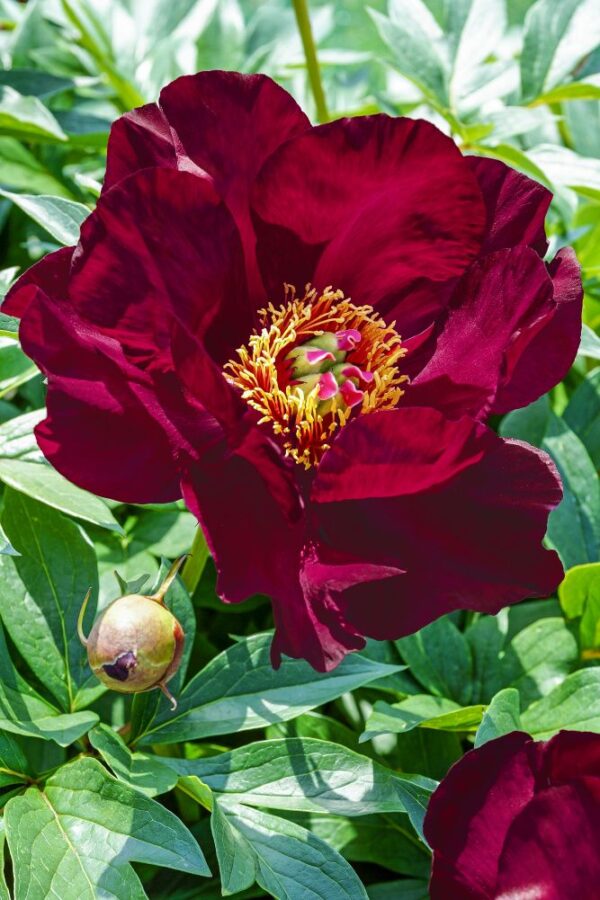 Scarlet Heaven – Gateforth Peonies