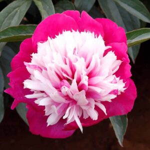 Spangle (Jin guang shan shuo)