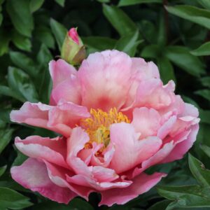 Strawberry Creme Brulee