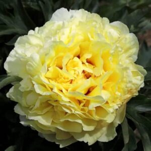 Duchesse de Lorraine