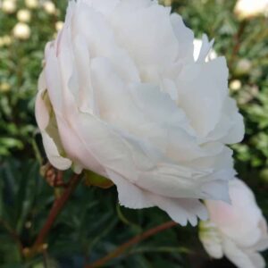 Moon over Barrington