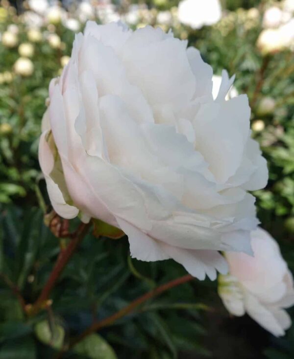 Moon over Barrington – Gateforth Peonies